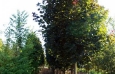 Norway Maple